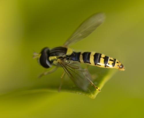 Sphaerophoria sp.